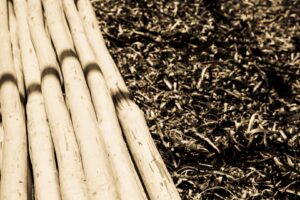 Close up of fresh tipi poles with the bark stripped off